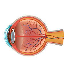 Human Eye Anatomy Infographics With Inside