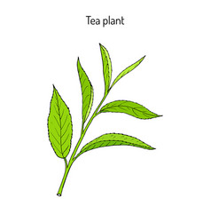 Tea Plant Camellia Sinensis