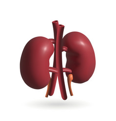 Kidney Isolated 3d Icon Kidneys 3d