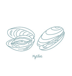 Mytilus Genus Edible Mussels Contour Open