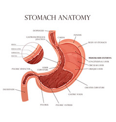 Human Stomach With All Layers And Folds