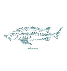 Acipenser Is A Genus Of Sturgeons Contour