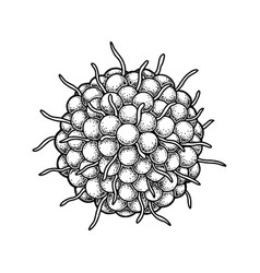 Hand Drawn Varicella Zoster Virus Isolated