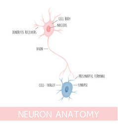 Neuron Anatomy Axon