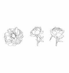 Hand-drawing Ink Peony In Bloom