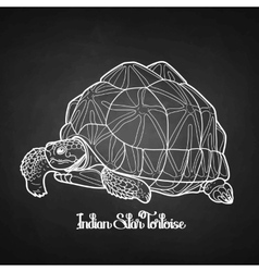 Indian Star Tortoise