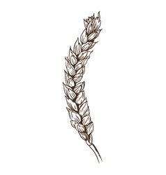 Wheat Spike Curled Hand-drawn