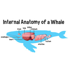 Internal Anatomy A Whale With Label