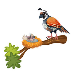 Quail And Chick On The Branch