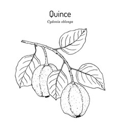 Quince Cydonia Oblonga Fruit Tree Branch