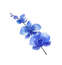 Watercolor Blue Orchid Flower Isolated