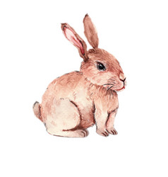 Watercolor Brown Hare