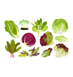 Salad Leaf Vegetables Set Isolated Green Fresh