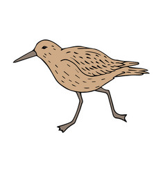 Hand Drawn Colored Sandpiper Bird