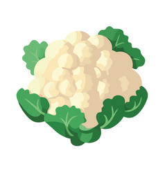 Fresh Cauliflower Vegetarian Gourmet Cooking