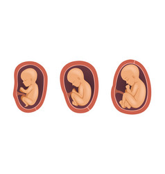 Process Fetal Development Or Embryological