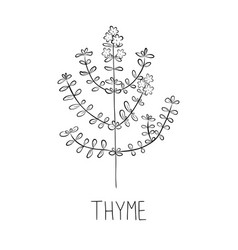 Sketch Thyme In Doodle Style