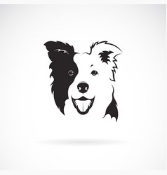 Border Collie Dog On White Background Pet