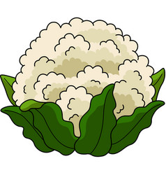 Cauliflower Vegetable Cartoon Colored Clipart