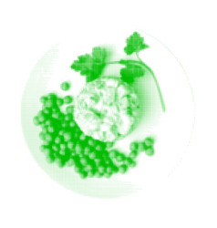 Salad Olivier Green Peas On Plate Isolated From