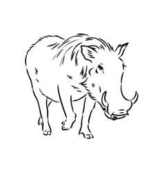 Black And White Line Drawing Of A Warthog