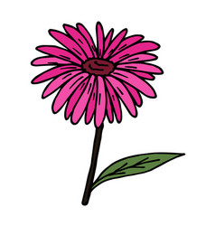 Cute Pink Echinacea On White Background