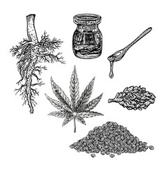 Hand drawn hemp plant with cones cannabis branch Vector Image