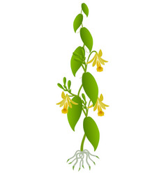 Vanilla Planifolia Plant With Flowers