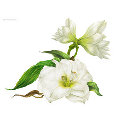 Bridal Corsage Bouquet With White Hippeastrum