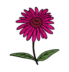 Bright Pink Echinacea On White Background