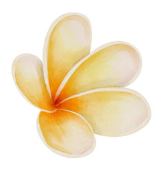 Plumeria Flower Watercolor Hand