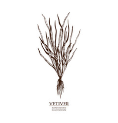 Vetiver