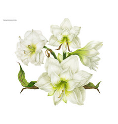 White Corsage Bouquet With Hippeastrum