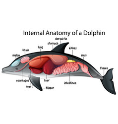 Internal Anatomy A Dolphin