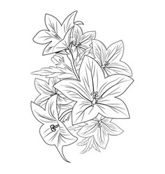 Campanula Bellflower Tattoo Flower Cluster Drawing