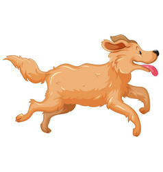 Golden Retriever Dog Running