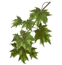 Maple Leaf Tree Branch Drawing