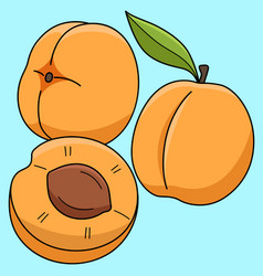 Apricot Fruit Colored Cartoon