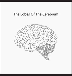 Human Brain Structure Anatomy