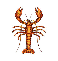 Hand Drawn Lobster Color Sea Food