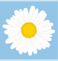 Chamomile Flower Top View Isolated On Blue