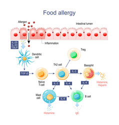 Food Allergy Inflammation Of Intestine