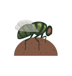 A Green Fly Is Sitting On Lump Of Manure