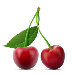 Pair Of Cherries Fruits Close Up