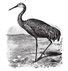 Sandhill Crane Vintage