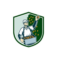 Fruit Picker Worker Picking Plum Shield