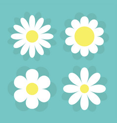 Camomile Set With Shadow Four White Daisy