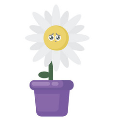 Sad Flower In Pot On White Background