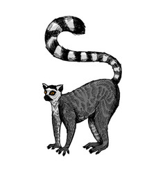 Ring Tailed Lemur Engraving