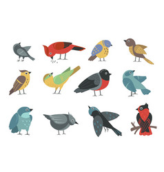 Various Colorful Small Birds Set